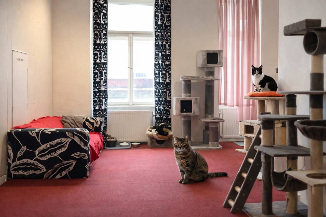 Cat room with cat trees and lounging cats